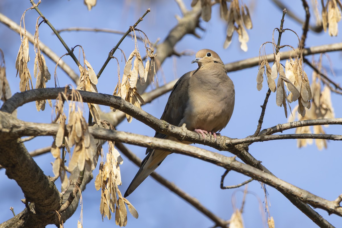 Mourning Dove - ML646558994