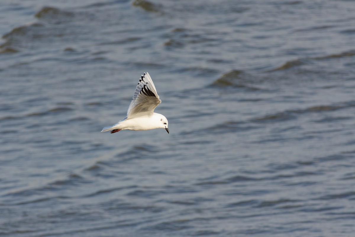 gulehavsmåke - ML646558996