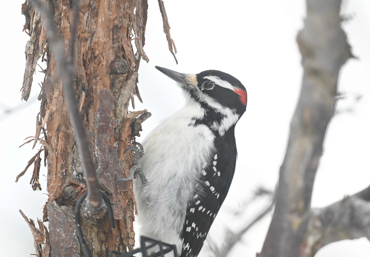 セジロアカゲラ - ML646558997