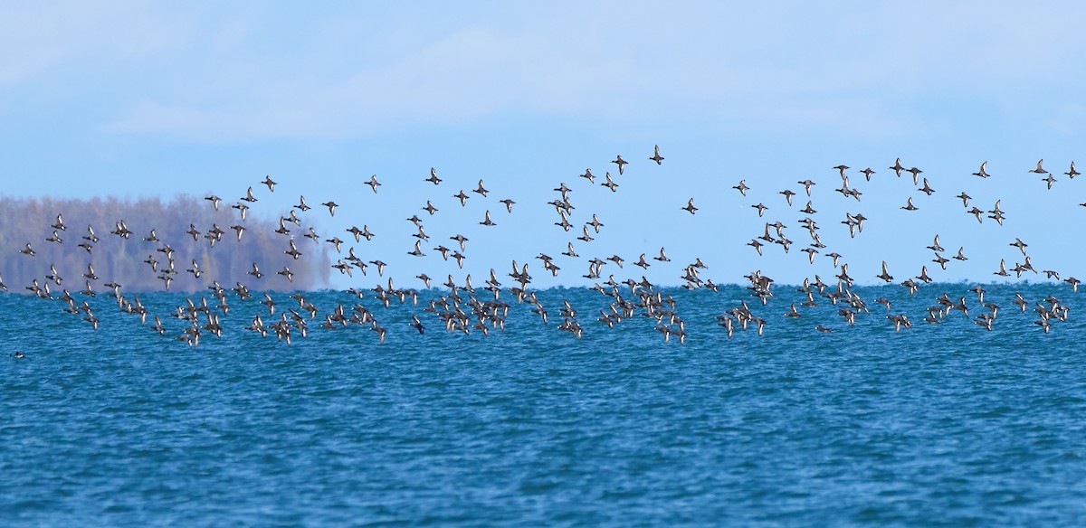 Greater Scaup - ML646558998