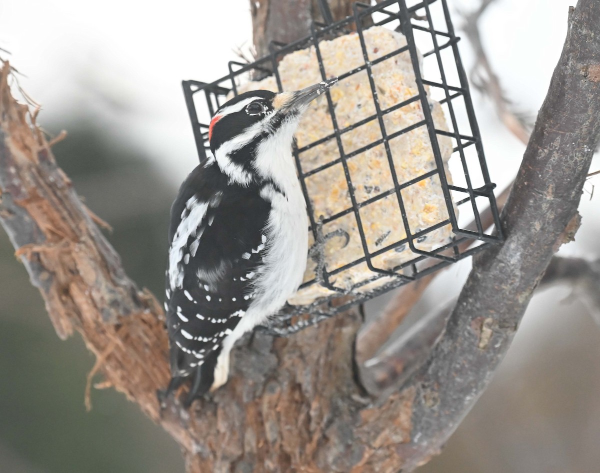 セジロアカゲラ - ML646558999