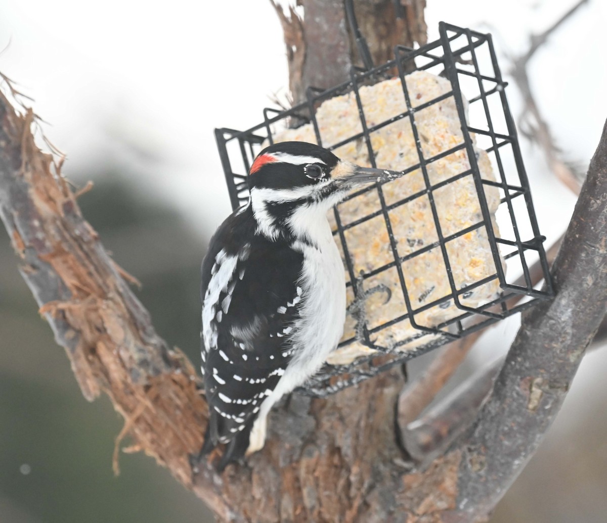 セジロアカゲラ - ML646559000