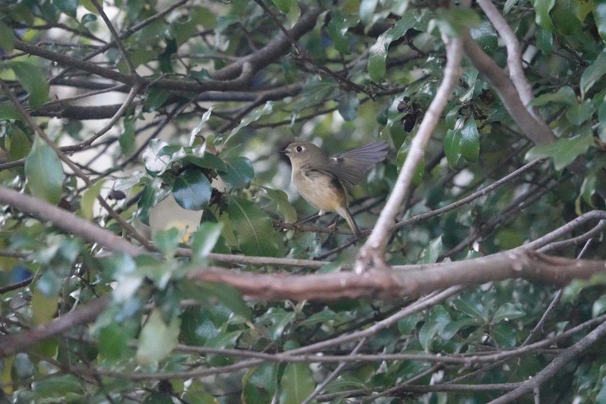 Ruby-crowned Kinglet - ML646559001