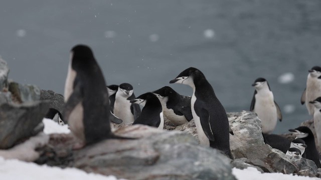 Chinstrap Penguin - ML646559002