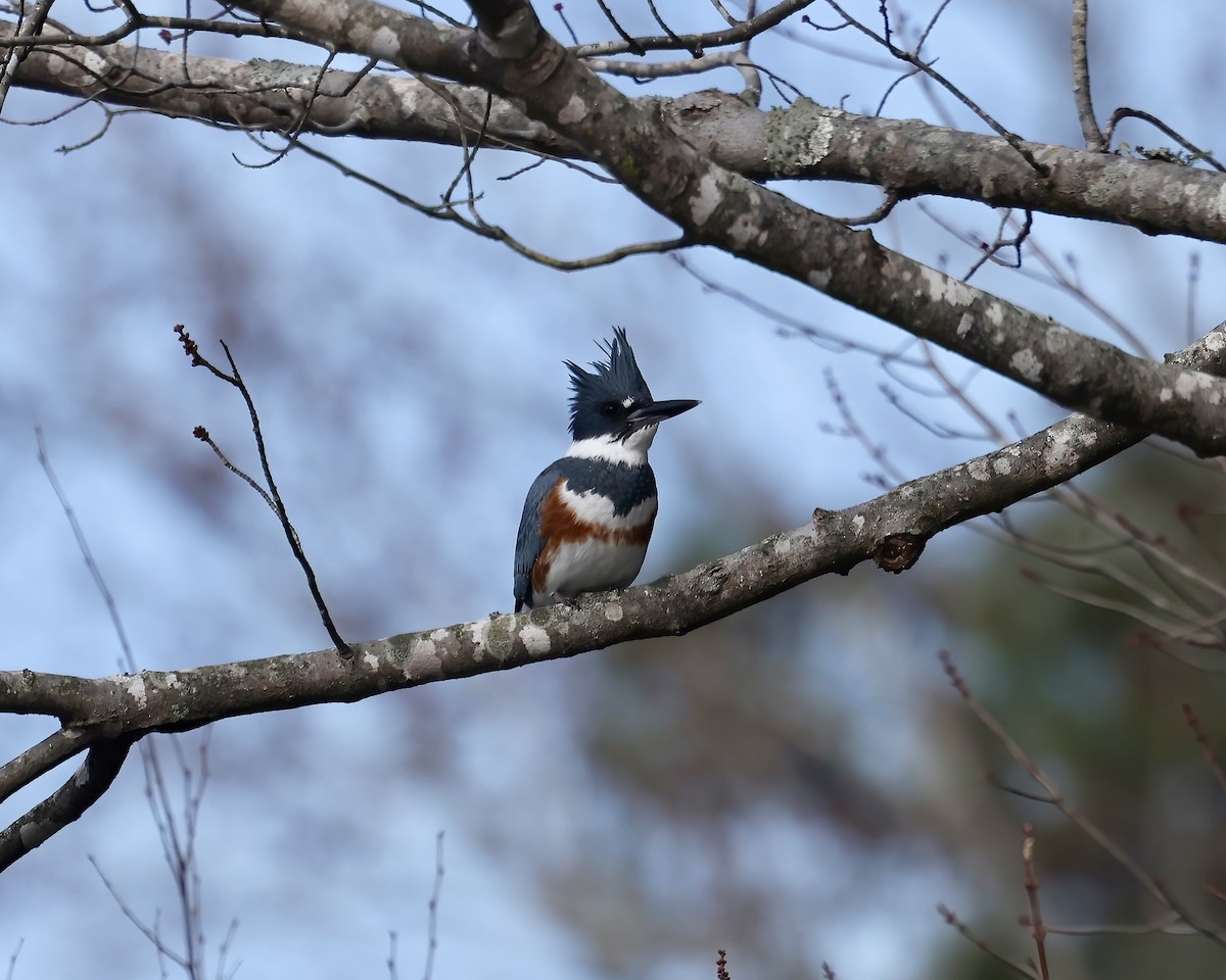 Belted Kingfisher - ML646559003