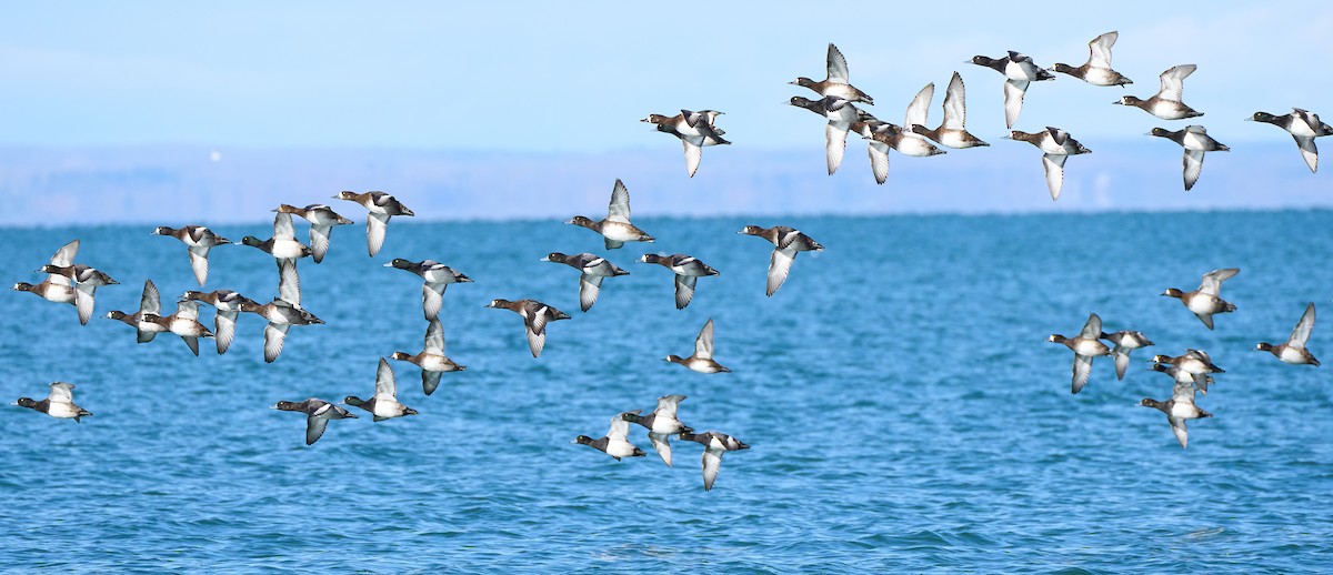 Greater Scaup - ML646559005