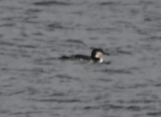 Common Loon - ML646559009
