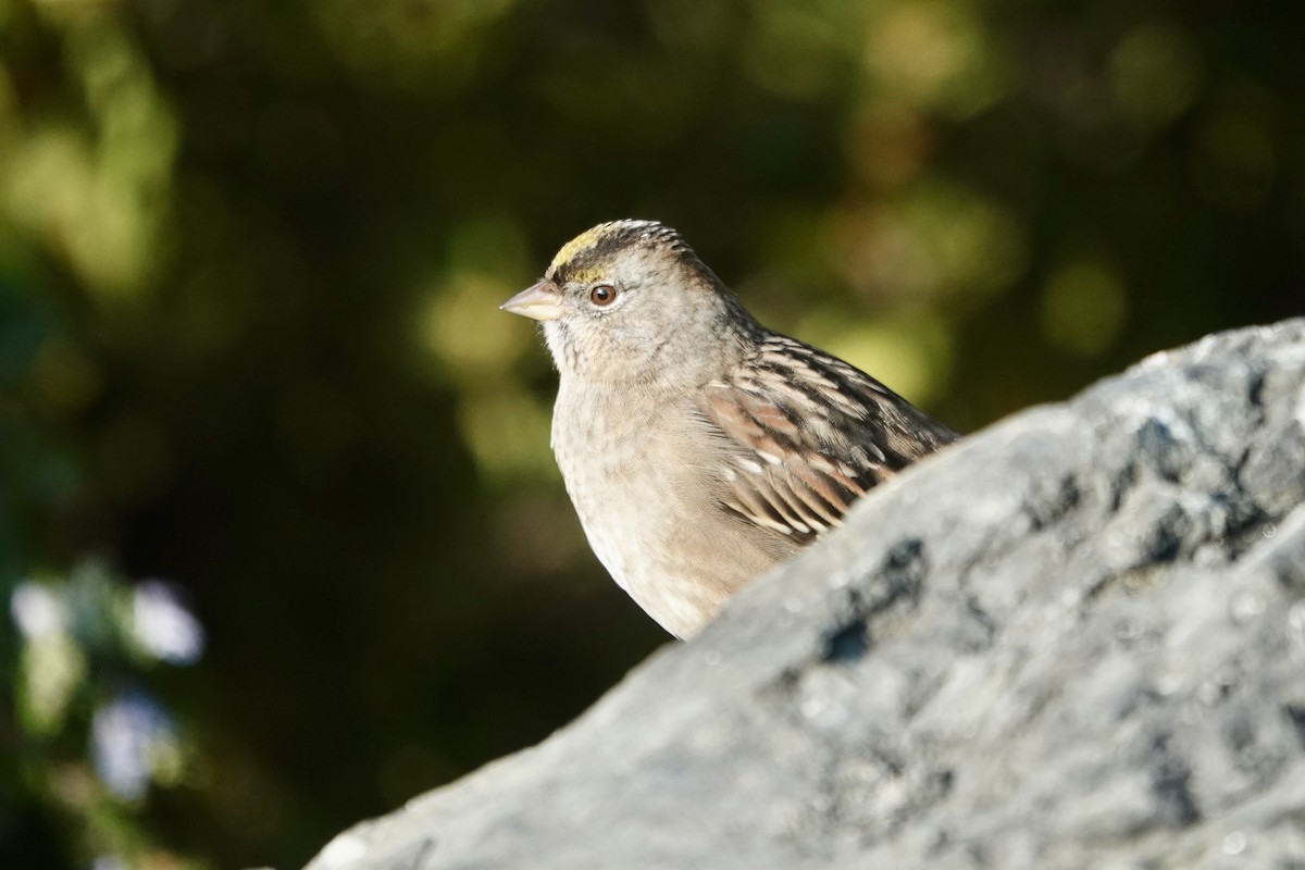 Golden-crowned Sparrow - ML646559011