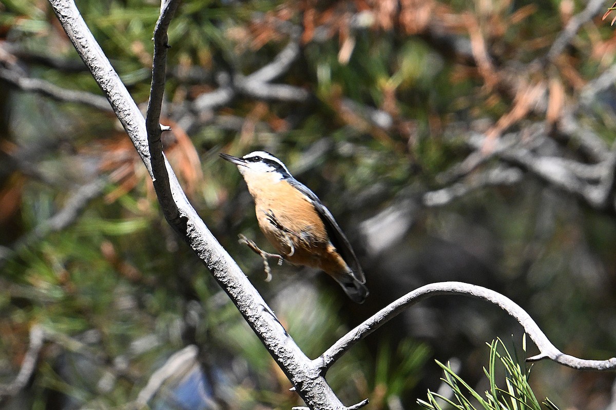 Red-breasted Nuthatch - ML646559012