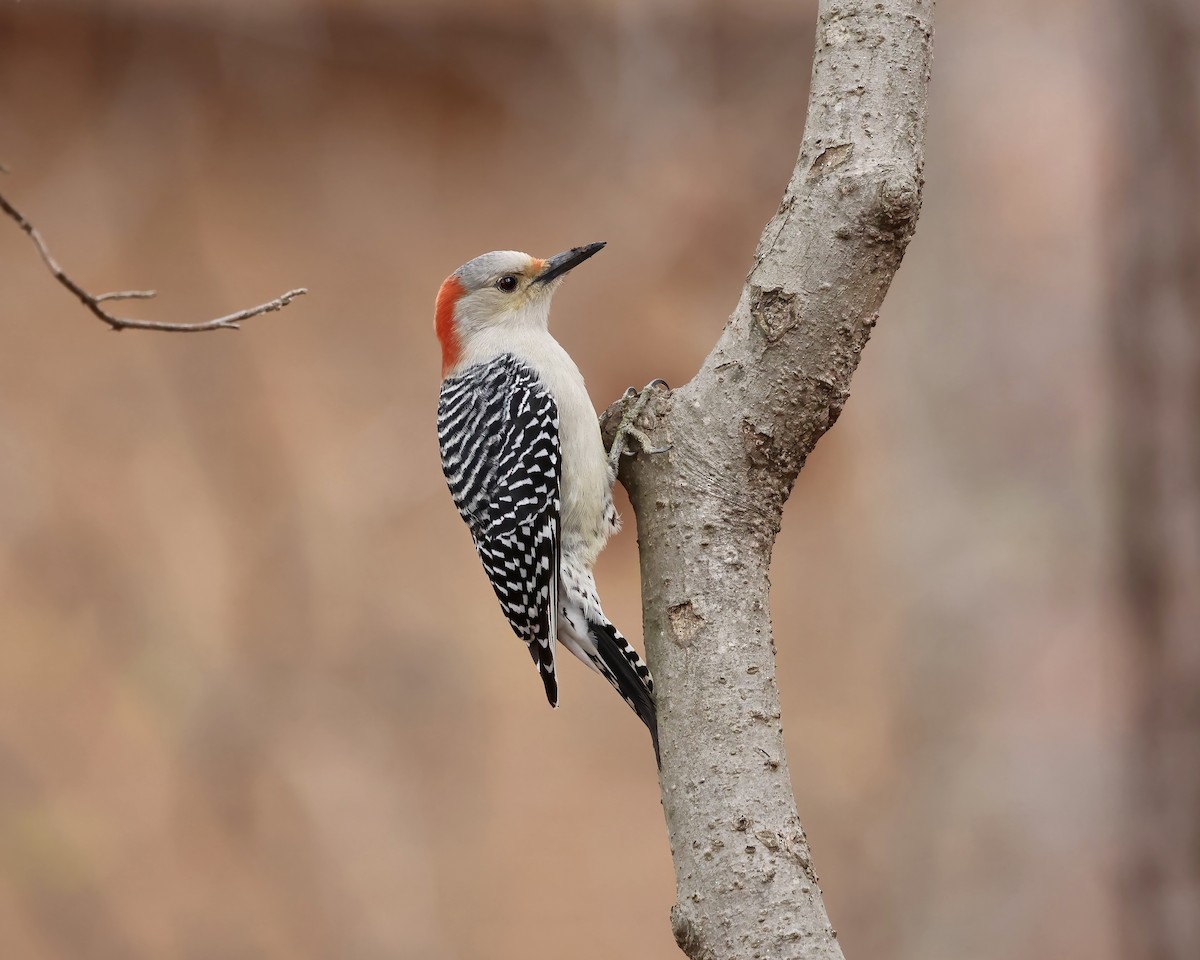 Гіла каролінська - ML646559014