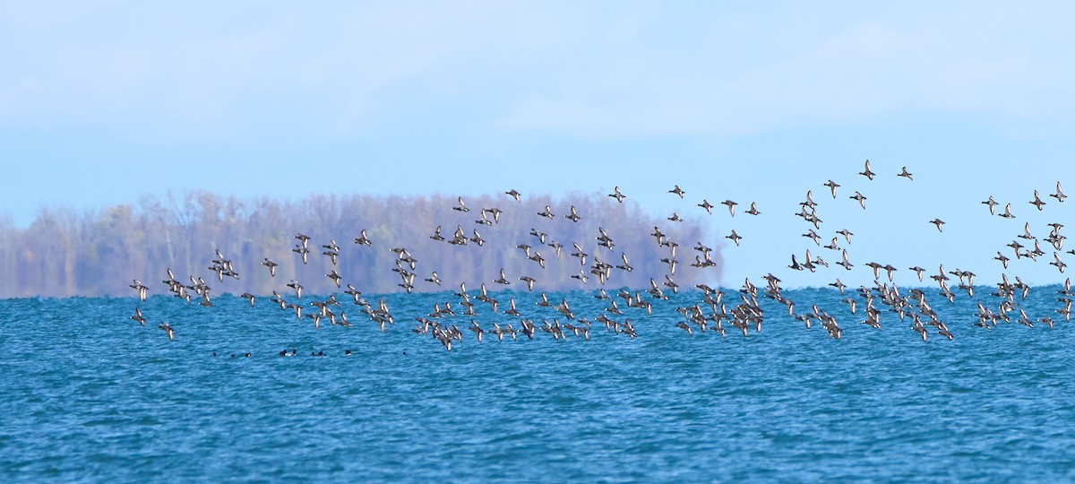 Greater Scaup - ML646559015