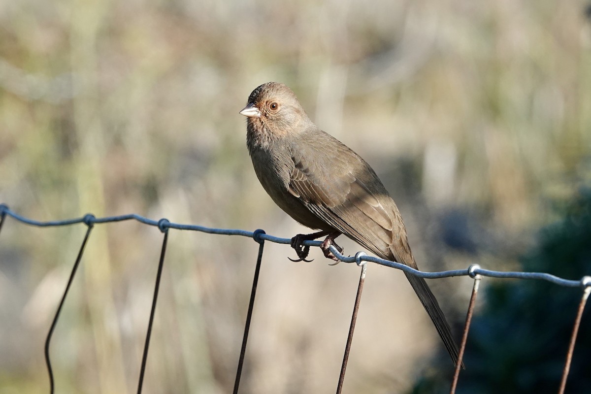California Towhee - ML646559018