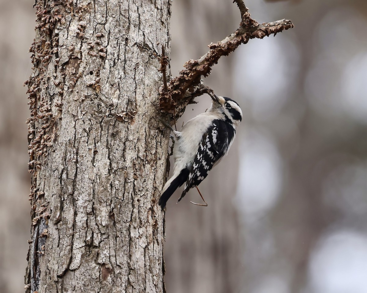 Downy Woodpecker - ML646559020