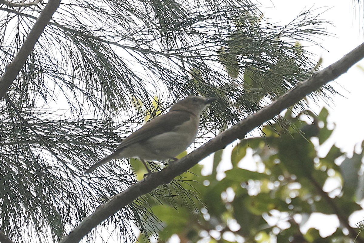 Gray Whistler - ML646559021