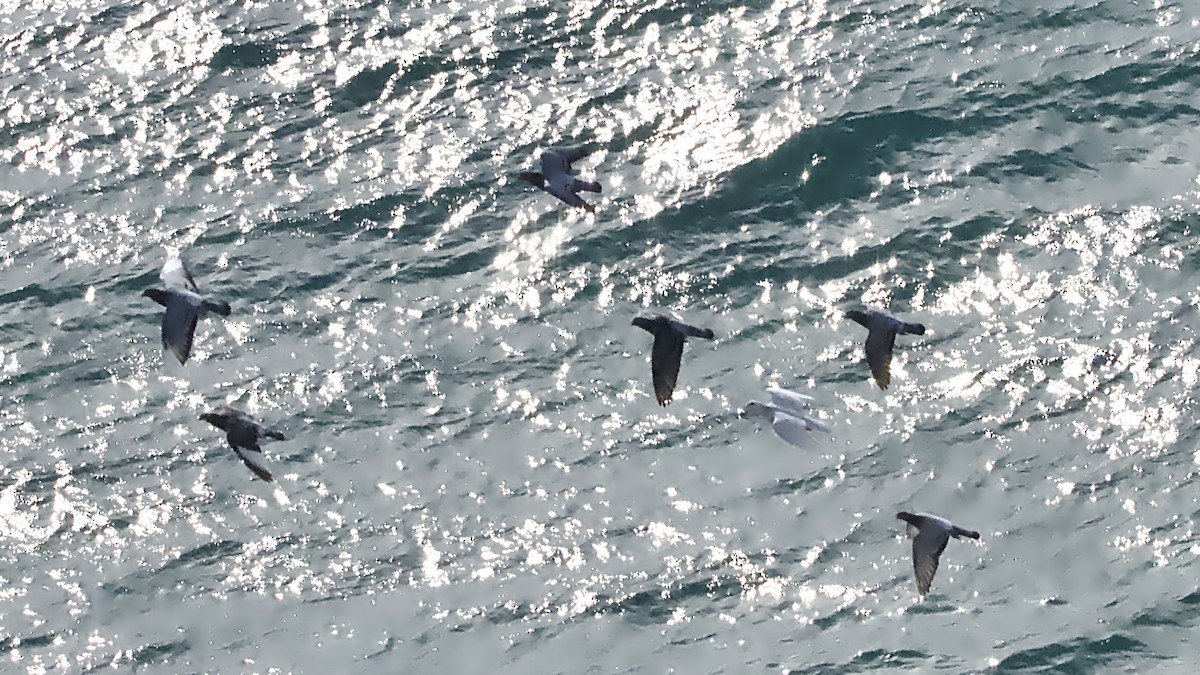 Rock Pigeon (Feral Pigeon) - ML646559025