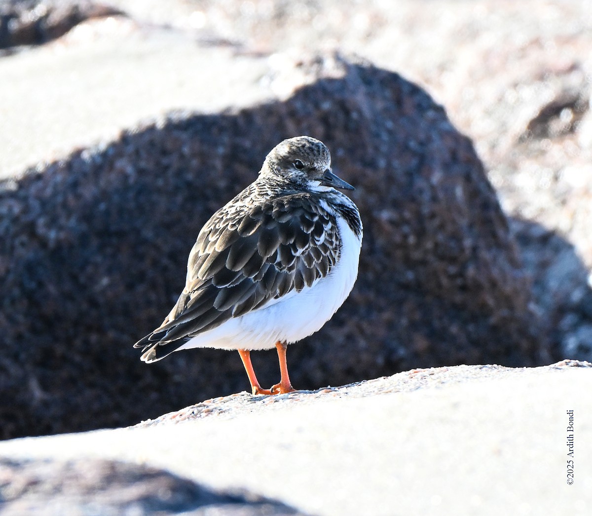 Ruddy Turnstone - ML646559026