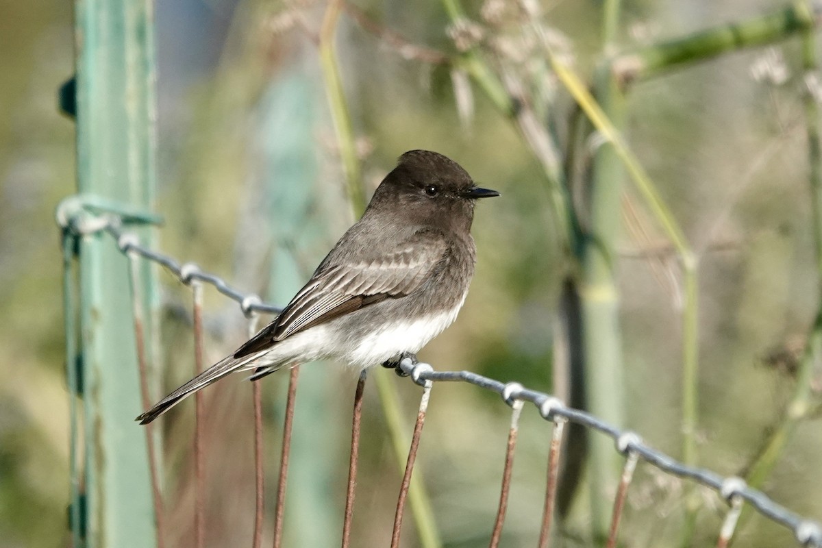 Black Phoebe - ML646559028