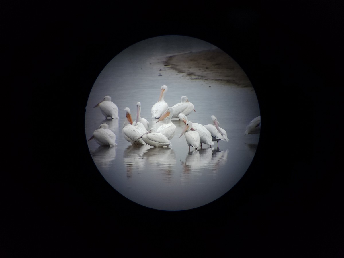 American White Pelican - ML646559029