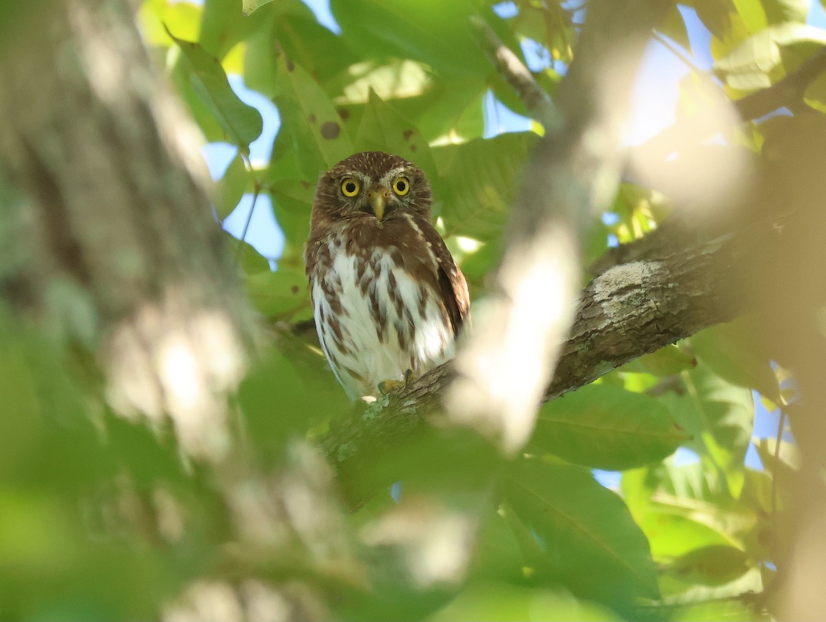 Ferruginous Pygmy-Owl - ML646559030