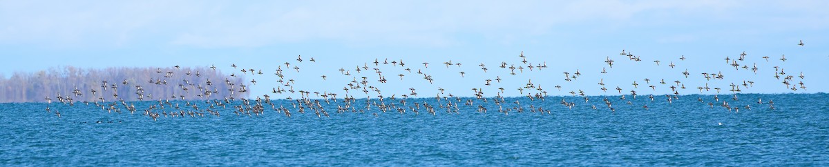 Greater Scaup - ML646559031