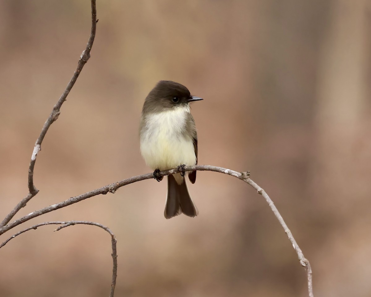 Eastern Phoebe - ML646559032