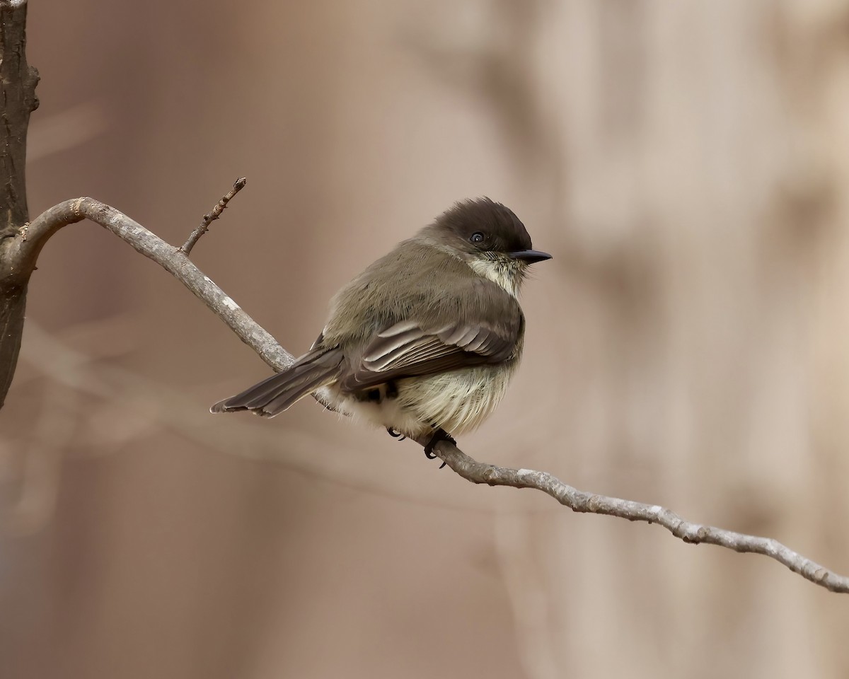 Eastern Phoebe - ML646559033