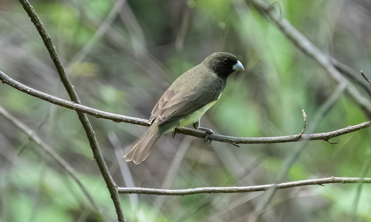 Yellow-bellied Seedeater - ML646559036