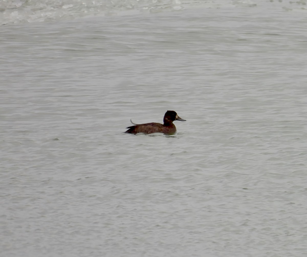 Lesser Scaup - ML646559037