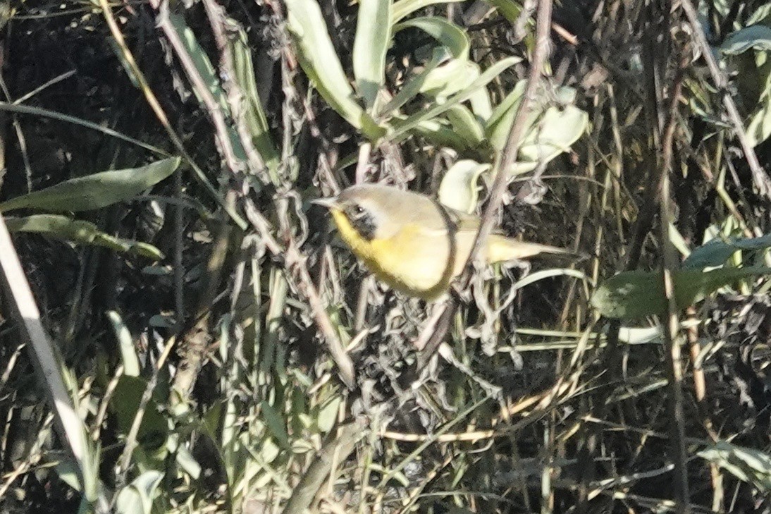 Common Yellowthroat - ML646559039