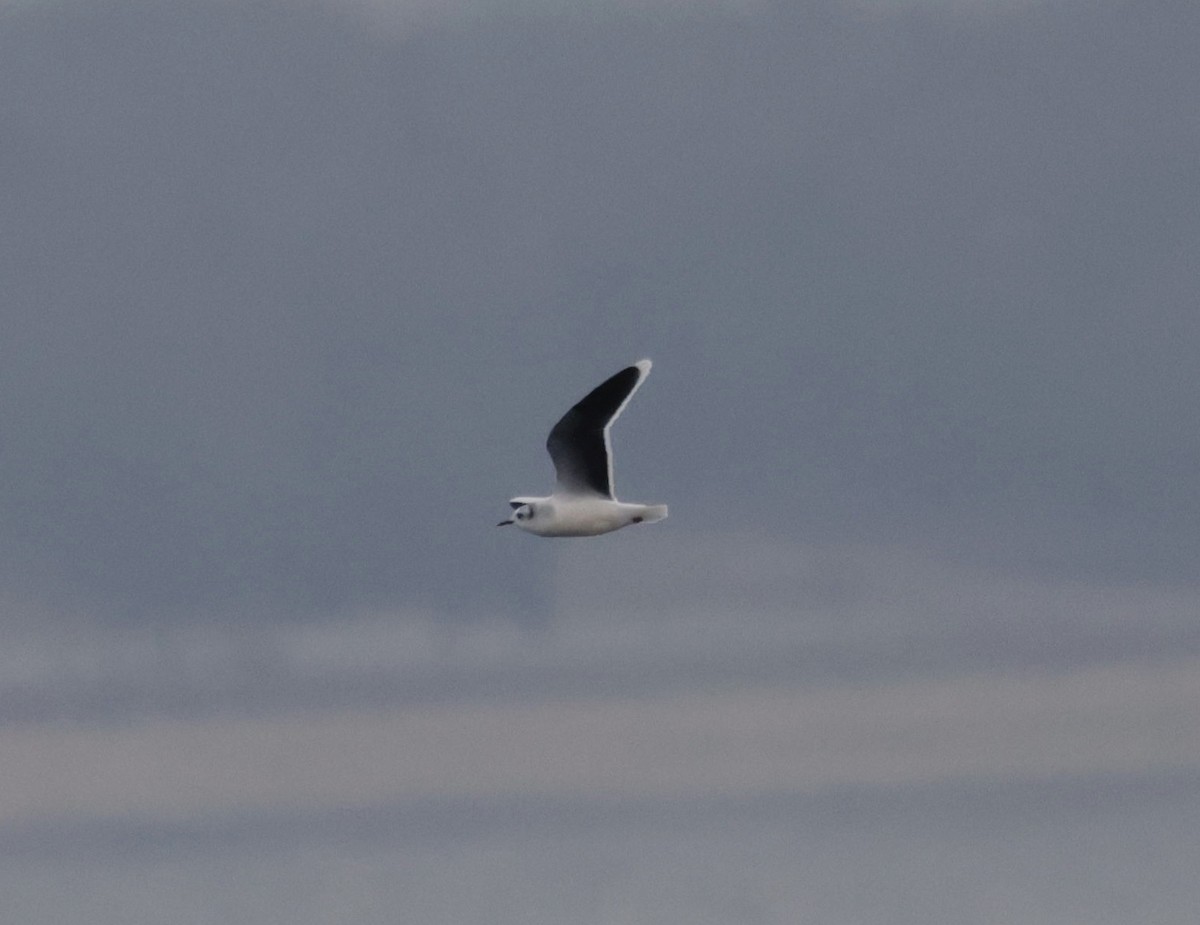 Gaviota Enana - ML646559041