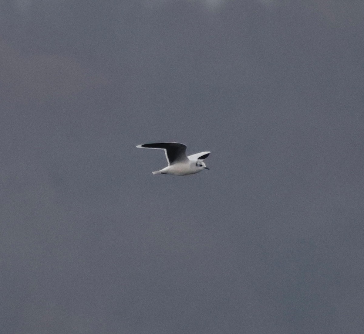 Gaviota Enana - ML646559042