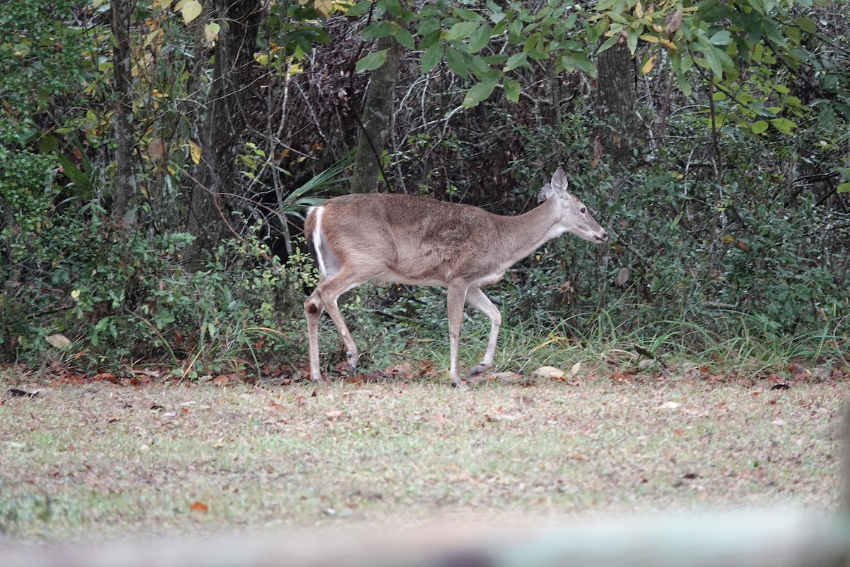 White-tailed Deer - ML646559043