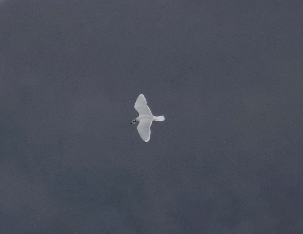 Gaviota Enana - ML646559044