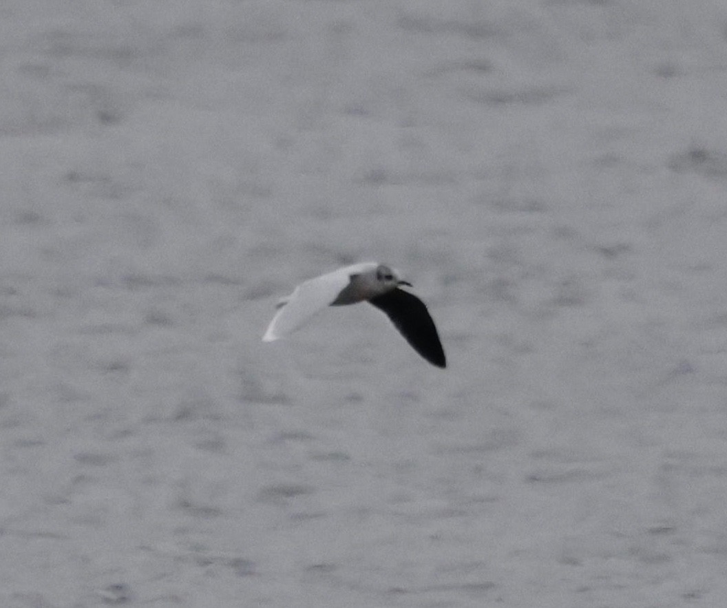 Gaviota Enana - ML646559046