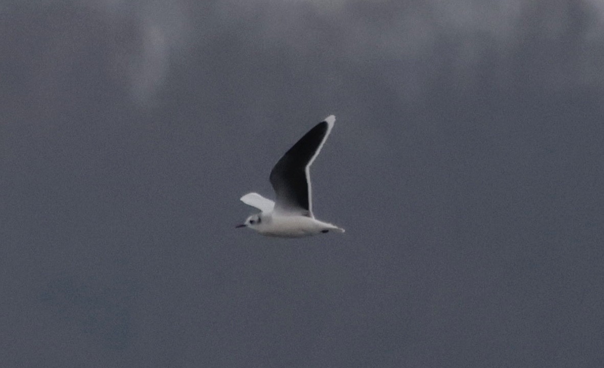 Gaviota Enana - ML646559047