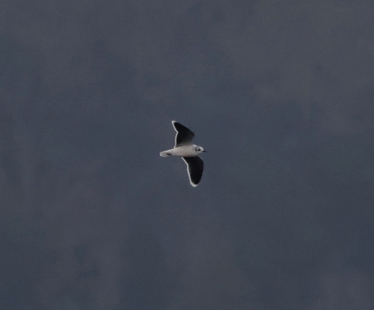 Gaviota Enana - ML646559048