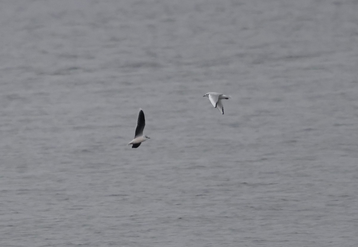 Gaviota Enana - ML646559049