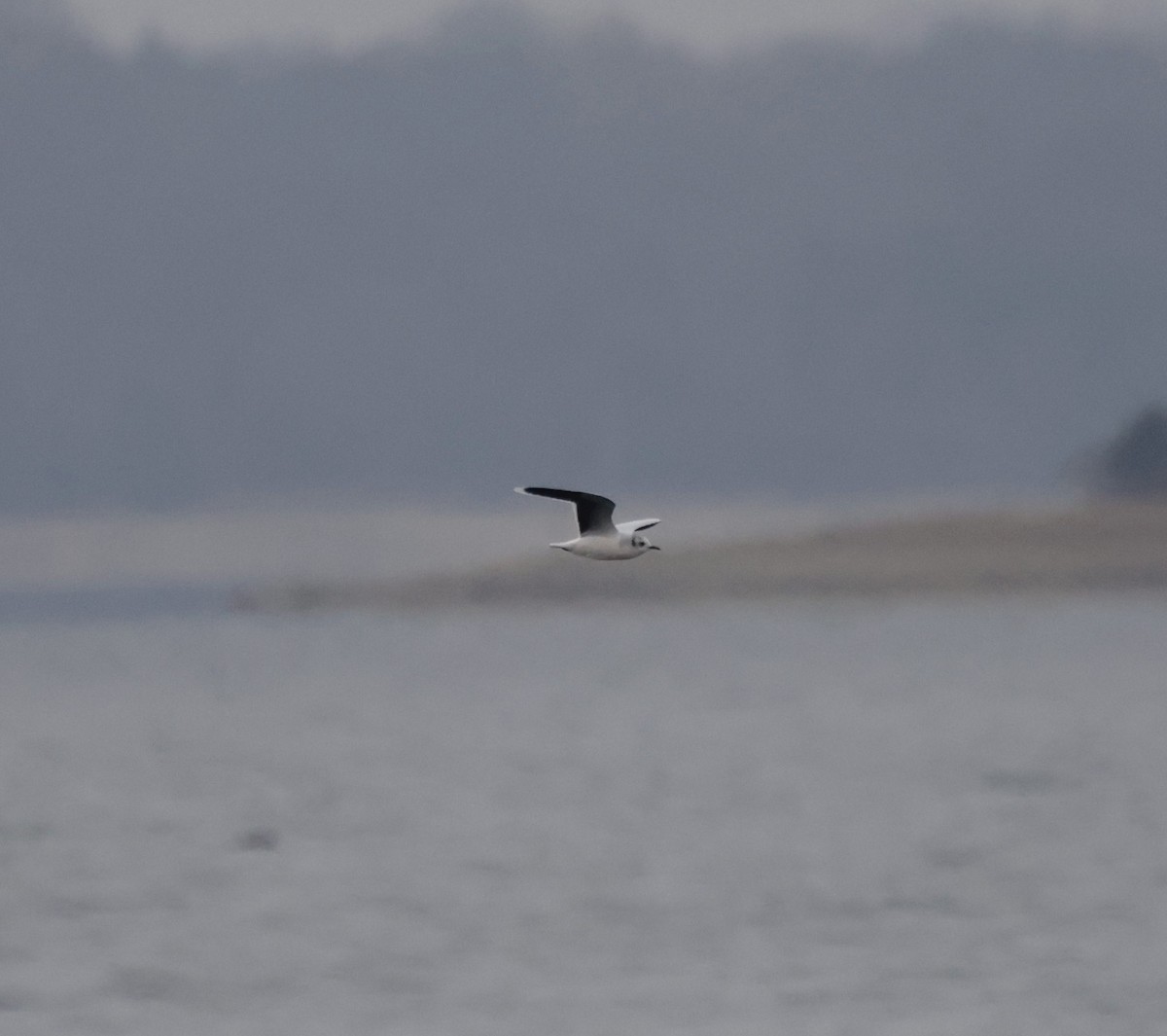 Gaviota Enana - ML646559050