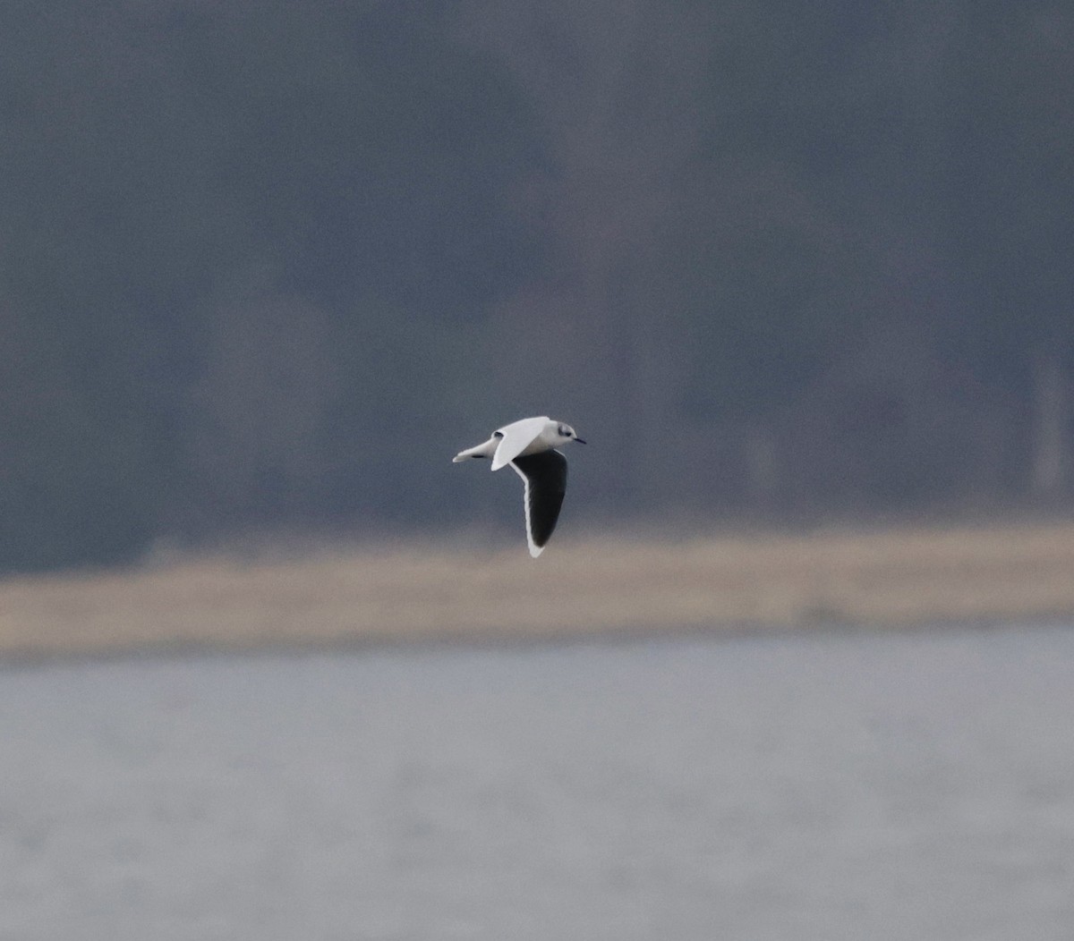 Gaviota Enana - ML646559051