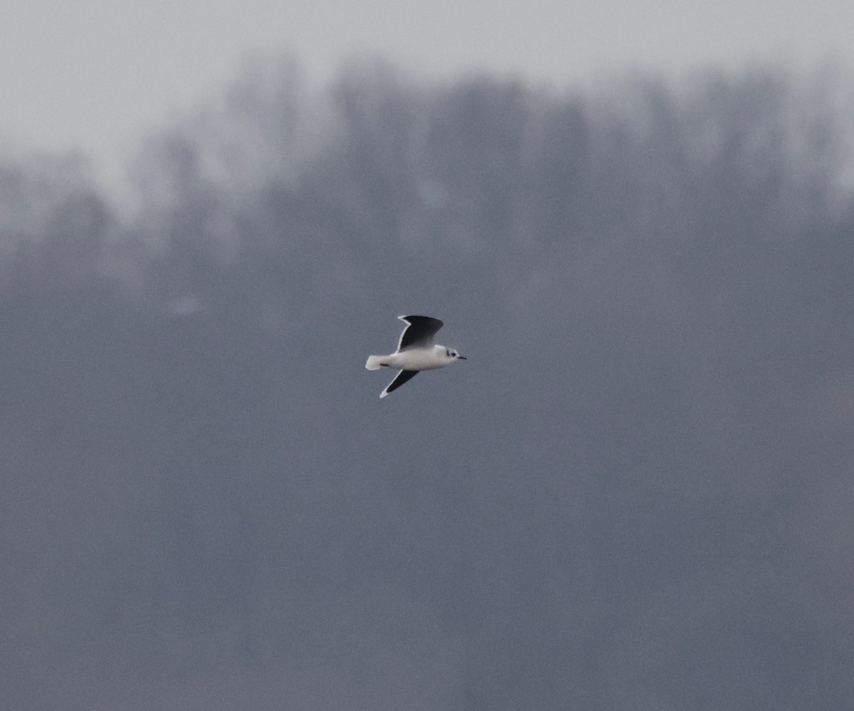 Gaviota Enana - ML646559052