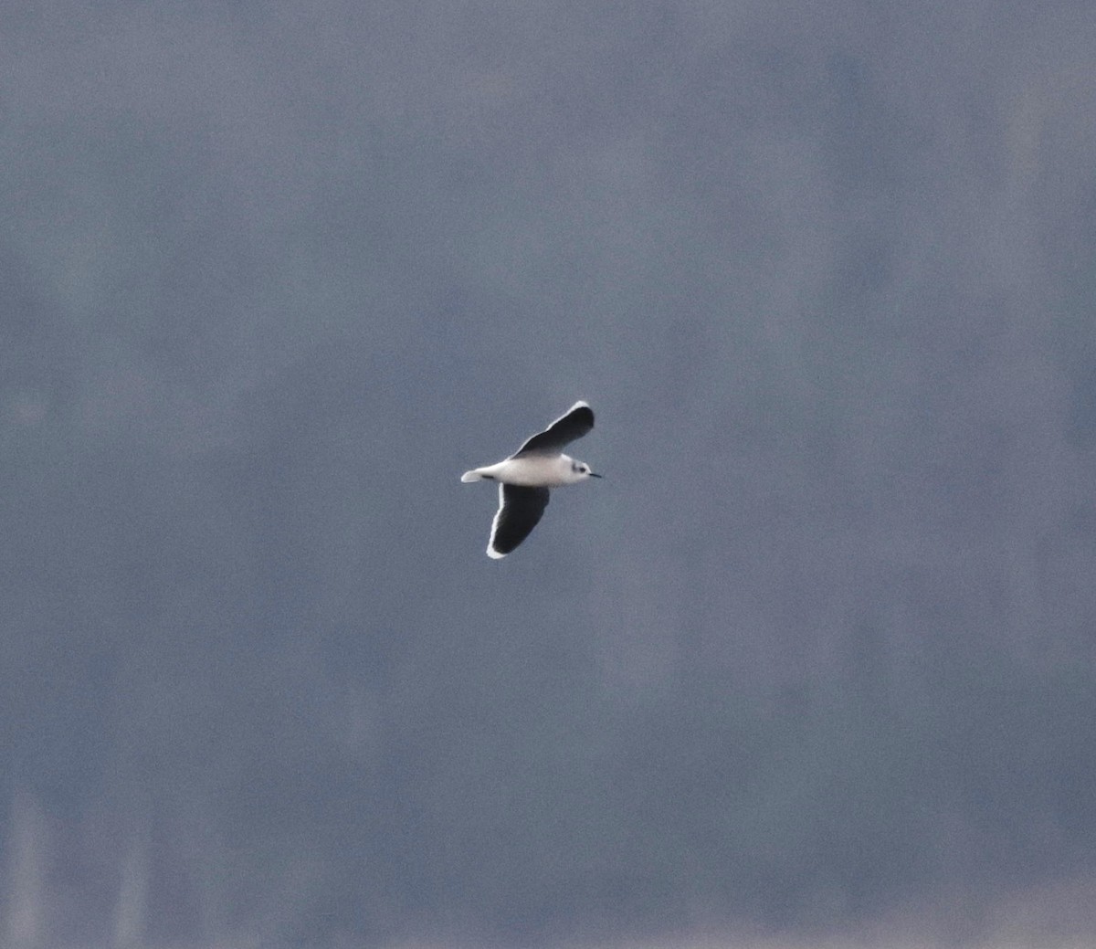 Gaviota Enana - ML646559053