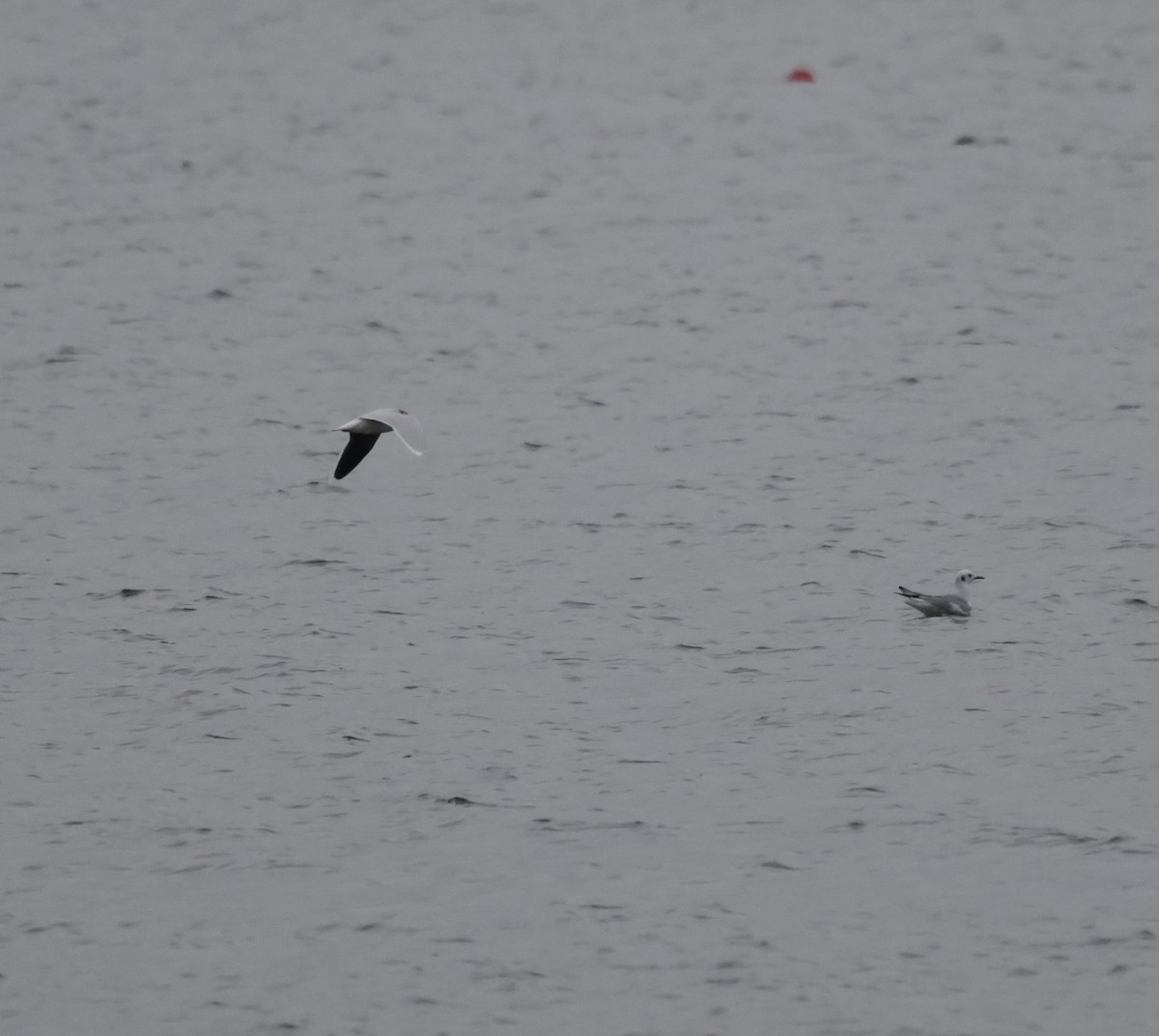 Gaviota Enana - ML646559054