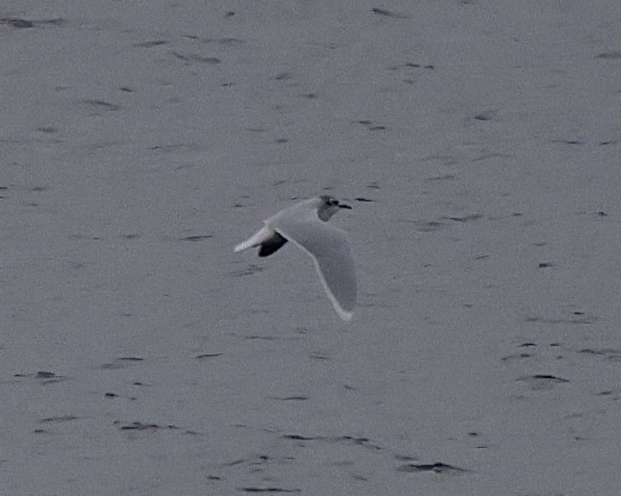 Gaviota Enana - ML646559055