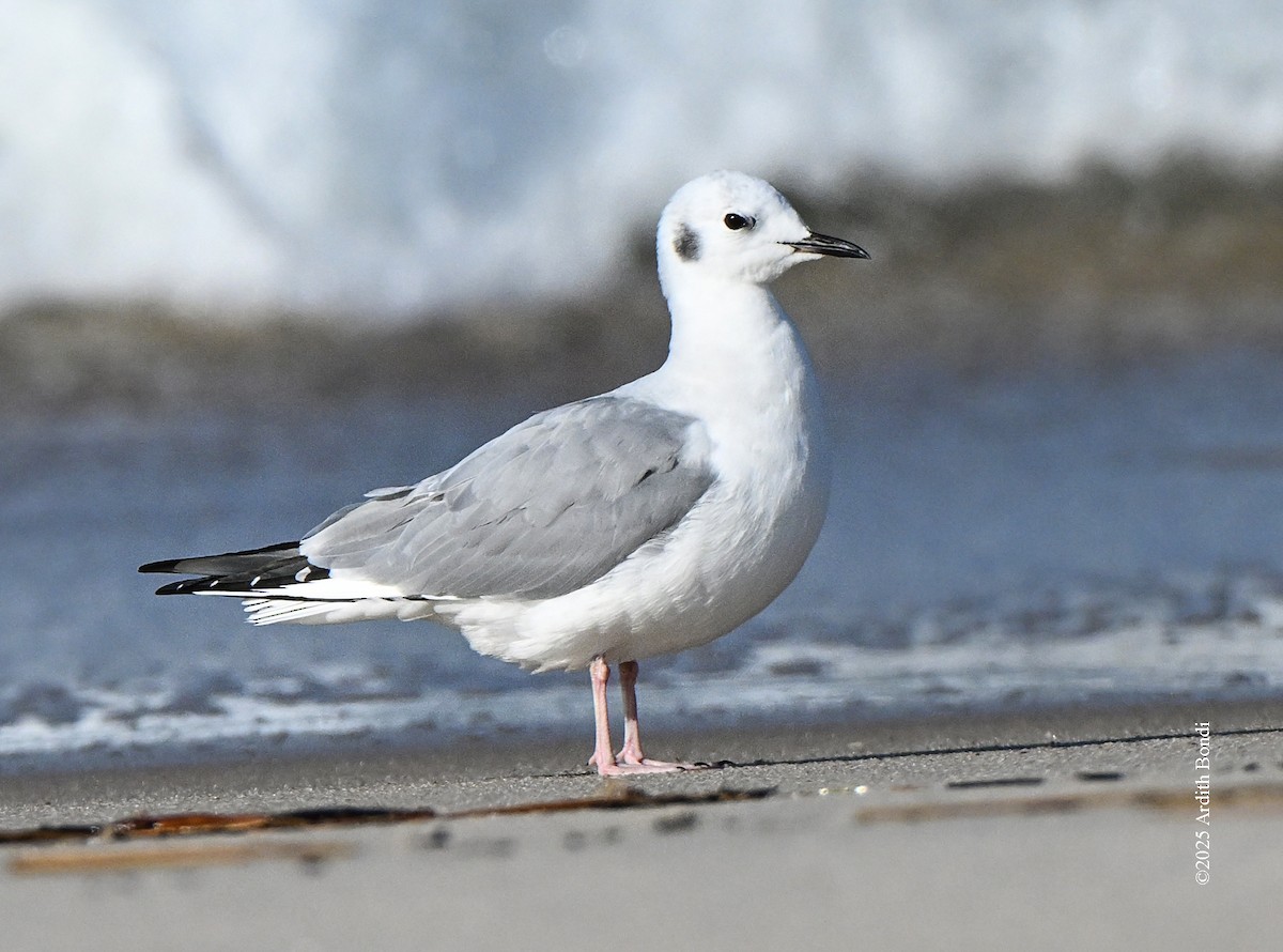 Bonapartemöwe - ML646559056