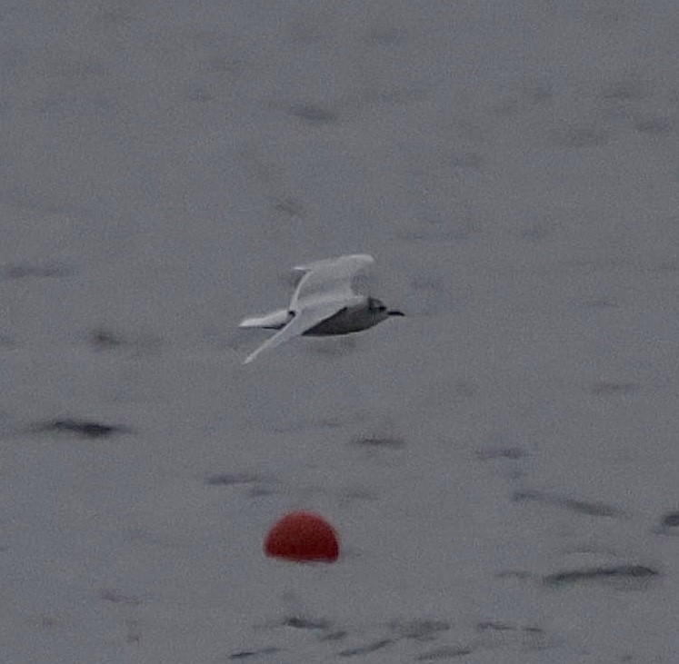 Gaviota Enana - ML646559057