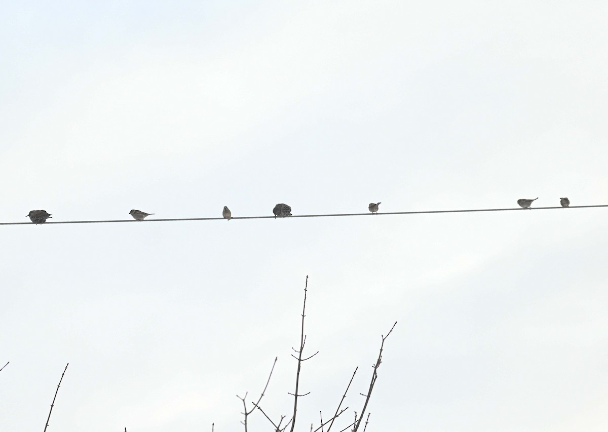 イエスズメ - ML646559063