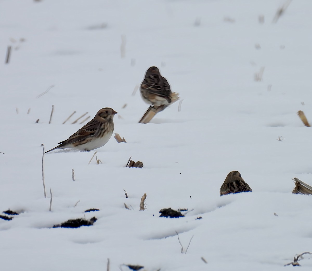 Буулгат хөмрөг - ML646559066