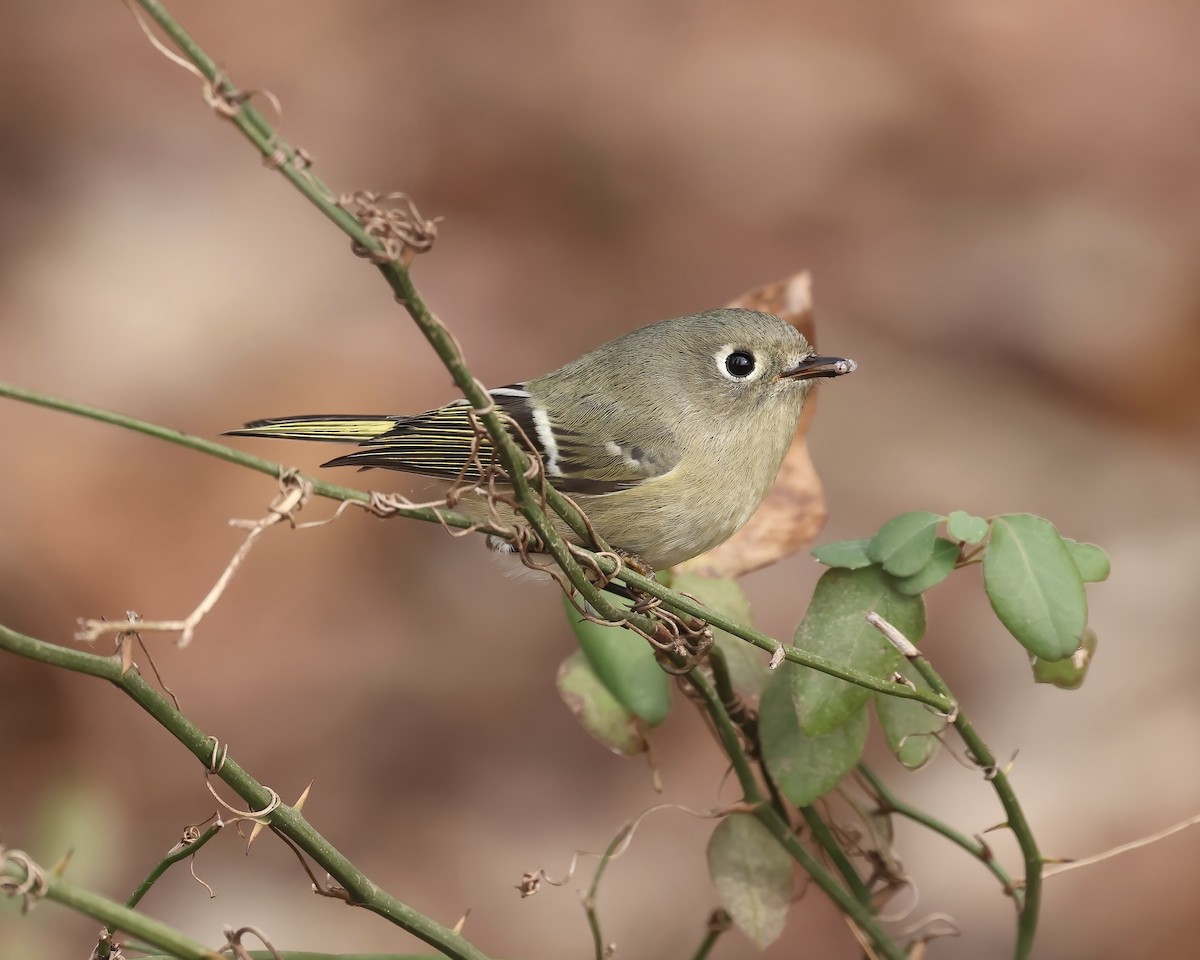Ruby-crowned Kinglet - ML646559070