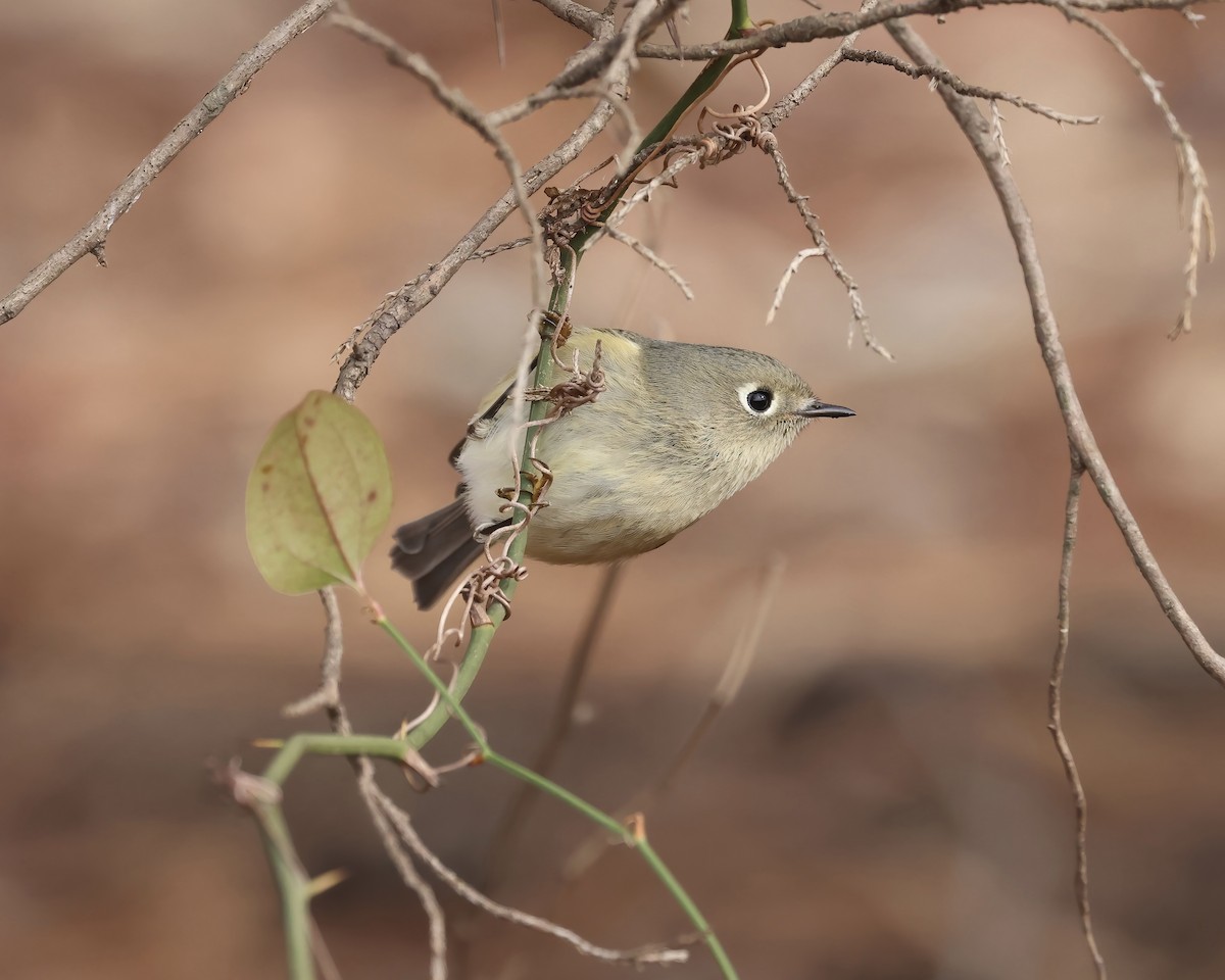 Ruby-crowned Kinglet - ML646559071