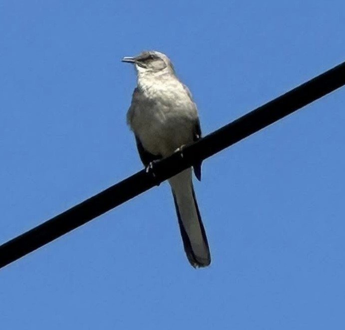 Northern Mockingbird - ML646559072